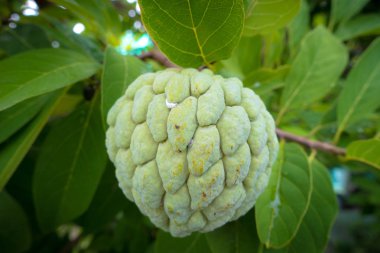 Şeker elma veya muhallebi ağaçta büyüyen elma