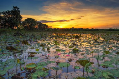 Bataklıklar, güneşin doğuşunu lotus gölet