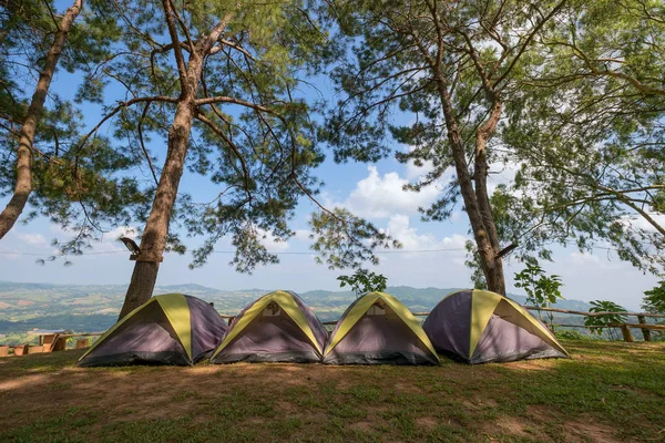 Camping och tält under tallskogen — Stockfoto