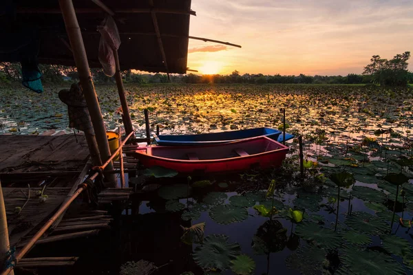 Lotus gölet şafak — Stok fotoğraf
