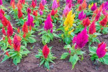 renkli celosia çiçek 