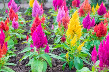 renkli celosia çiçek 