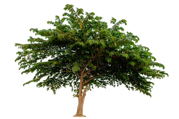 白い背景に隔離された木(フラコートリア・ジャンゴマス・ラウシュ、インドの梅) ) — ストック写真