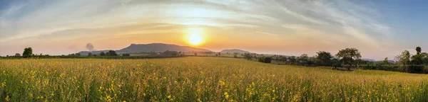 Schönen Sonnenuntergang Szene Blick auf Sonnenhanf Blumen Feld — Stockfoto