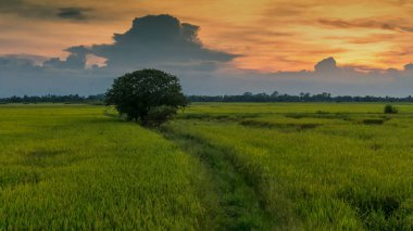  Gün batımında tarlada tek bir ağaç