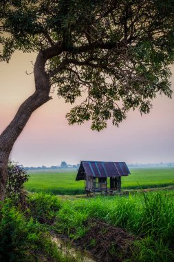 Alan ve sis ve yazlık, ağaç çerçeveli.