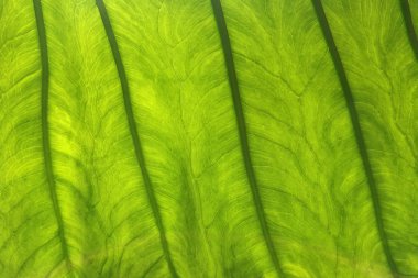  Işık blackground doku bırakır