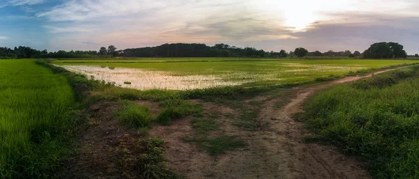 அழகான பசுமை அரிசி வயல்கள் மற்றும் சூரிய உதயம் — ஸ்டாக் புகைப்படம்