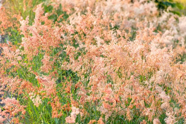 Out of focus image, blur and soft the pink flower grass with sun