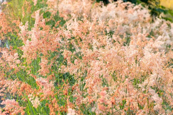 Out of focus image, blur and soft the pink flower grass with sunlight. (Natalgrass - Natal redtop Melinis repens), Melinis repens (Willd.) Zizka