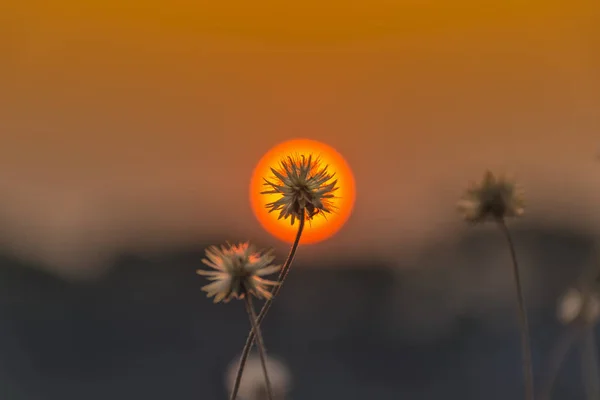 Primer plano de la flor de hierba con un fondo en el centro de la —  Fotos de Stock