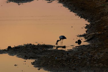 Siluet Openbill nehir kenarında yemek yiyor