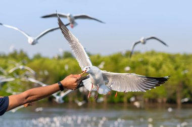Martı insan atışıyla gökyüzünde yemek yiyor. Martı sürüsü mavi gökyüzünde uçuyor. Martı, Bangpoo Belediyesi Samut Prakan 'da kışın Tayland Körfezi' ne göç etti..