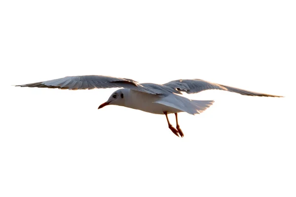 seagulls flying isolated on white background