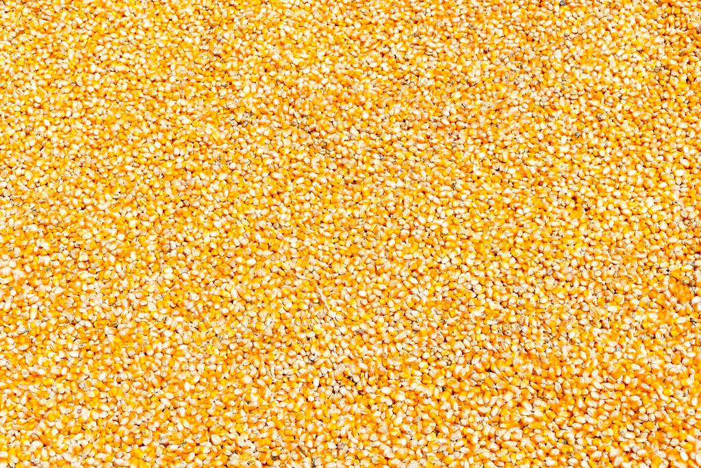 Plantas de maíz, Corn mill, Corn and Grain Handling o Harvesting