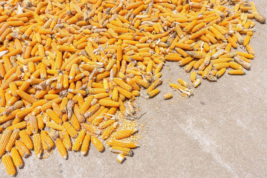 Plantas de maíz, Corn mill, Corn and Grain Handling o Harvesting