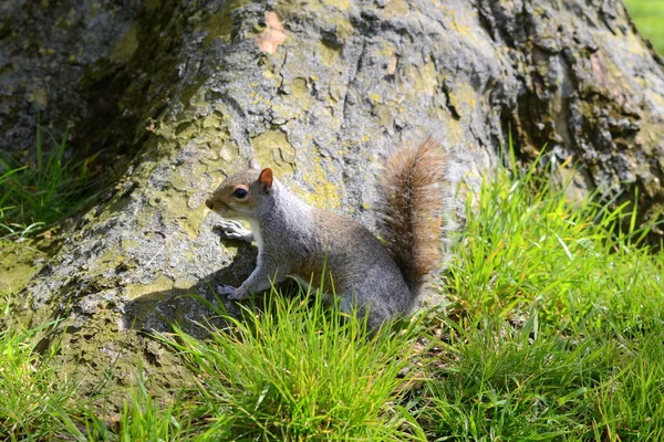 Eichhörnchen auf dem Boden — Stockfoto