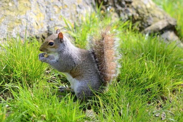 Eichhörnchen auf dem Boden — Stockfoto