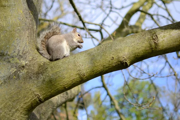 Eichhörnchen auf dem Ast — Stockfoto