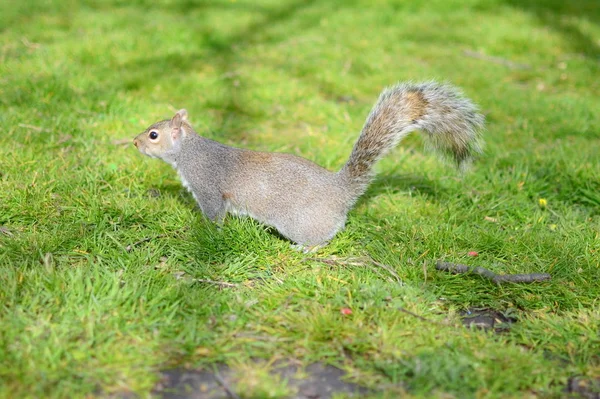 Eichhörnchen auf dem Boden — Stockfoto