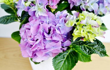 Bir tencerede, balkon Bahçe ortanca