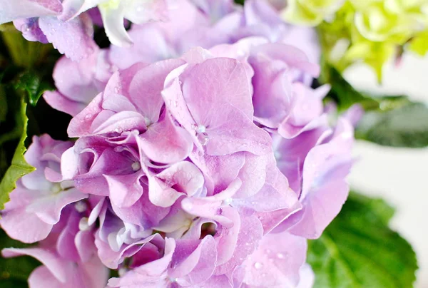 Hydrangée dans un pot, balcon jardin — Photo