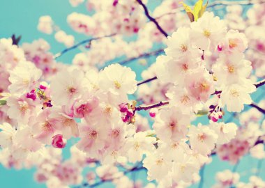 Sakura çiçeği güneşli gün