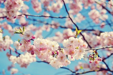 Sakura çiçeği güneşli gün