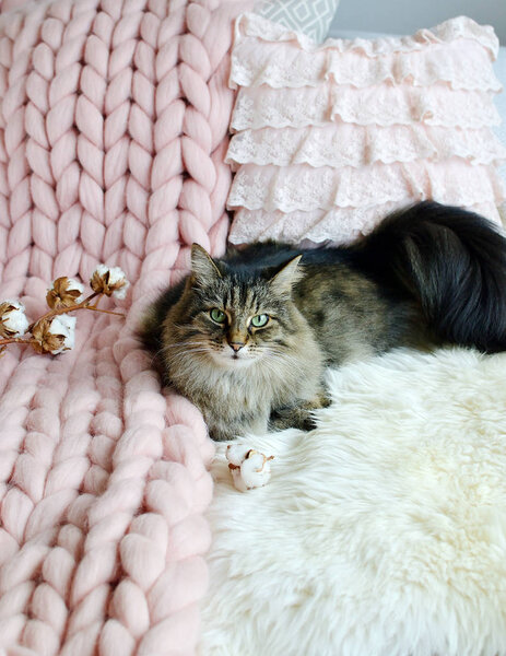 Cat Lying on Bed Giant Plaid Blanket Fur Bedroom, Winter Vibes Cosiness Relax