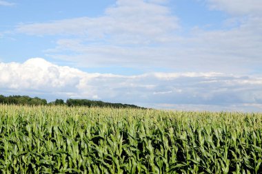Yaz, gökyüzü bulutlu, tarlasında yol