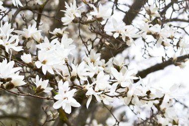 Güzel beyaz Manolya çiçeği Manolya ağacı güneşli Bahçe, bahar zamanı üzerinde