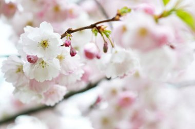 Sakura çiçek çiçek. Bahçe, bahar zaman Japonya kiraz ağacında