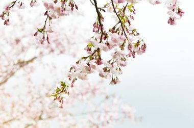 Sakura çiçek çiçek. Bahçe, bahar zaman Japonya kiraz ağacında