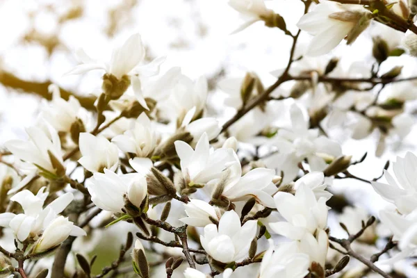 Красиві Білих Магнолія Blossom Магнолія Дерево Сонячному Саду Весняний Час — стокове фото