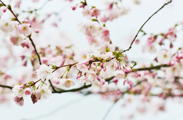 Flores Sakura Florescem Japão Cerejeira Jardim Tempo Primavera — Fotografia de Stock
