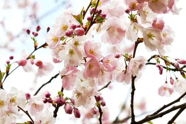 Flores Sakura Florescem Japão Cerejeira Jardim Tempo Primavera — Fotografia de Stock