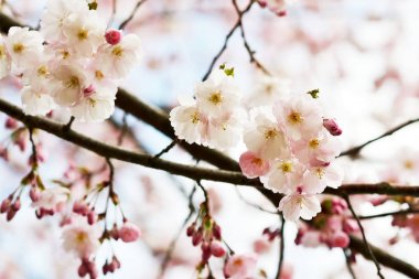 Sakura çiçek çiçek. Bahçe, bahar zaman Japonya kiraz ağacında