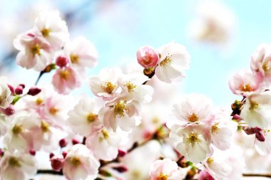 Sakura çiçek çiçek. Bahçe, bahar zaman Japonya kiraz ağacında