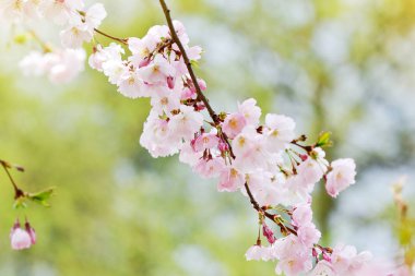 Sakura çiçek çiçek. Bahçe, bahar zaman Japonya kiraz ağacında