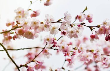 Sakura çiçek çiçek. Bahçe, bahar zaman Japonya kiraz ağacında