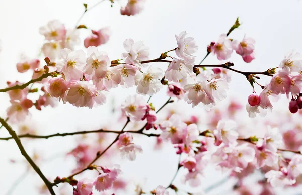 Άνθος Λουλουδιών Sakura Ιαπωνία Κεράσι Δέντρο Στον Κήπο Χρόνος Άνοιξη — Φωτογραφία Αρχείου