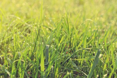 Su ile taze yeşil çim sonra yağmur güneş ışığı arka plan damla