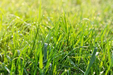 Su ile taze yeşil çim sonra yağmur güneş ışığı arka plan damla