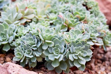 Yeşil bitki kaktüs Houseplant kavramı arka plan succulents küme