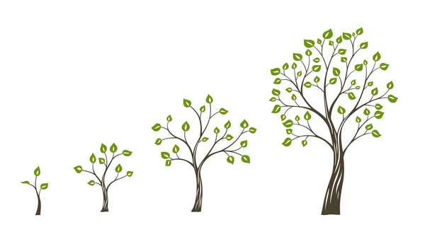 Concepto ecológico de crecimiento de árboles verdes. Ciclo de vida del árbol — Vector de stock
