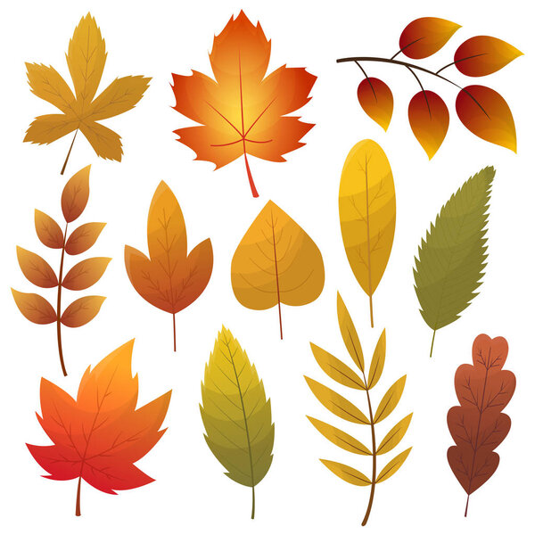 Fall leaf collection. Set of autumn leaves, isolated on white background. Simple cartoon flat style, vector illustration. Multicolor autumn leaves flat vector icons