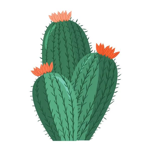 Kaktus Kartun. Vektor cacti cerah. Warna, bunga cacti cerah terisolasi pada latar belakang putih - Stok Vektor