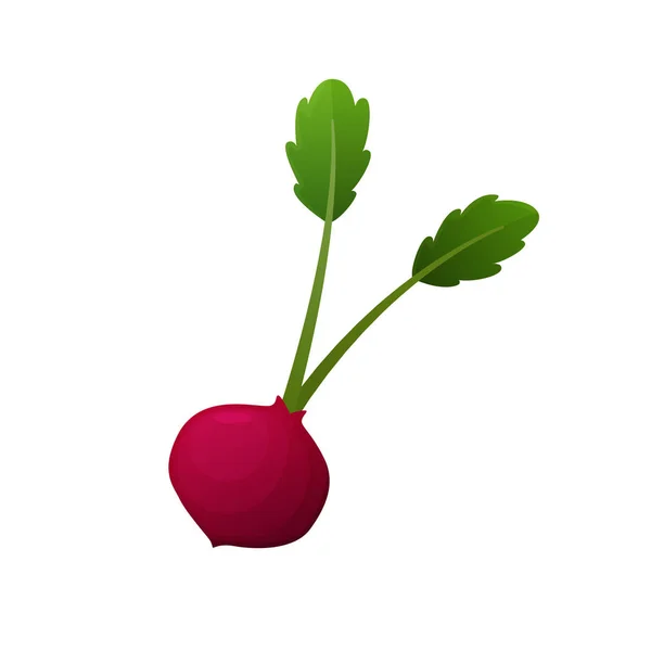 Radish fresh vegetable vector concept. Healthy diet flat style illustration. Isolated green food, can be used in restaurant menu, cooking books and organic farm label — 스톡 벡터