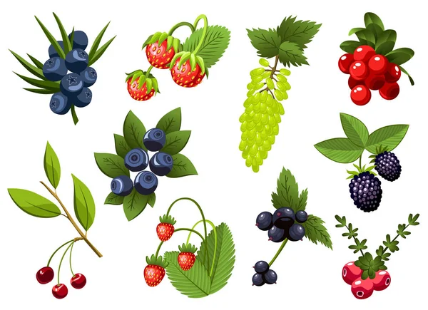 手描きの枝のセットスグリ、ブドウ、ブルーベリー、ストロベリー、チェリー、ブレンブル、クランベリー、葉を持つ果実。新鮮な夏の果実。フルーツ植物の漫画のベクトルイラスト。新鮮な有機食品 — ストックベクタ