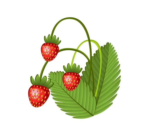 用叶子手工绘制的野生草莓枝条。新鲜的夏天浆果。水果植物学卡通矢量图解.新鲜有机食品 — 图库矢量图片
